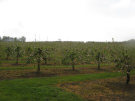 Orchard nr Egerton